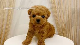 Miniature Poodle Puppies