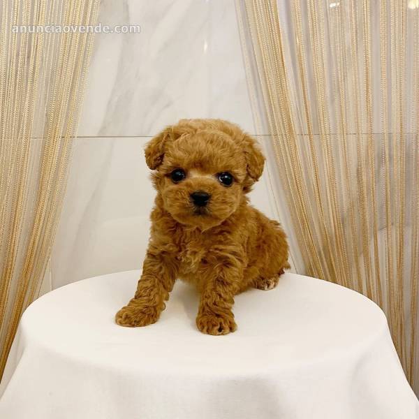 Miniature Poodle Puppies