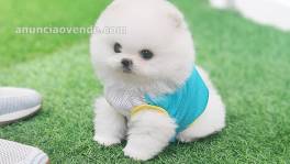 Purebred Tea Cup Pomeranian 