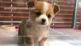 Pembroke Welsh Corgi Puppies