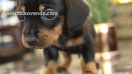 Mini Dachshund Puppies