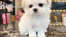 Toy Maltese Puppies