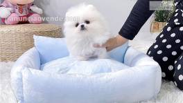 Regalo cachorros pomerania