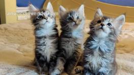 Maine coon kitten for sale