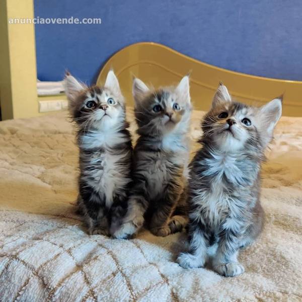 Maine coon kitten for sale 1