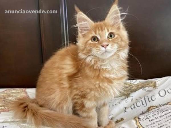 Maine coon kitten for sale  2