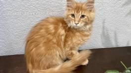 Maine coon kitten for sale 
