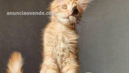 Fluffy maine coon kittens for 