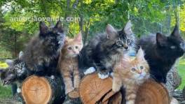 Vacunados maine Coon  para reubicac