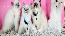 Gatitos Ragdoll saludables para ado