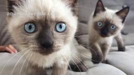 Gatitos SIAMESE para un buen hogar 