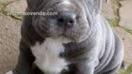 Inteligentes Cachorros Pitbull list