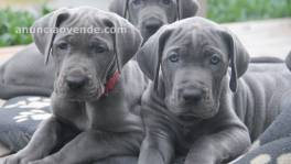 Cachorros de gran danes para regalo