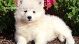 Compañero perfecto SAMOYEDO para un