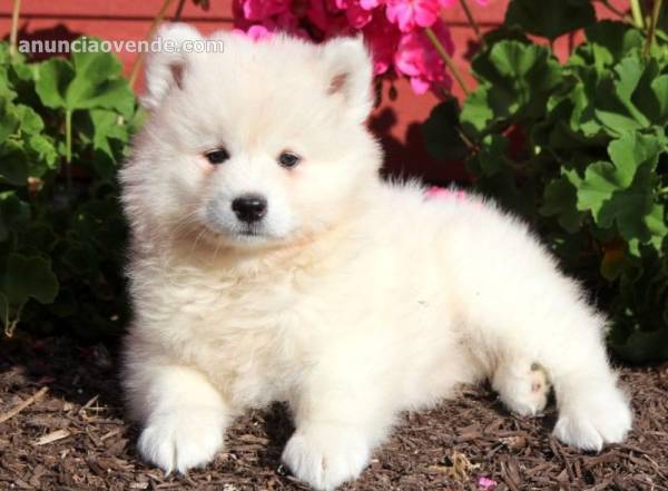 Compañero perfecto SAMOYEDO para un 1