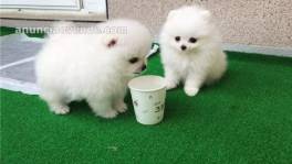 Cachorros de Pomerania buscan hogar