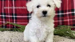 lulu bichon maltesa listo para irse