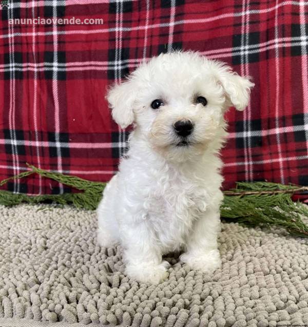 lulu bichon maltesa listo para irse