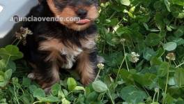  Regalo Cachorros Yorkshire Terrier