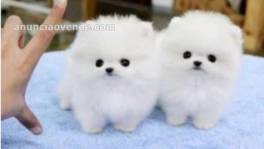  Cachorros de pomerania de regalo d