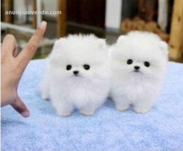  Cachorros de pomerania de regalo d 1