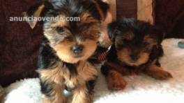 Espectaculares Yorkie cachorros reg