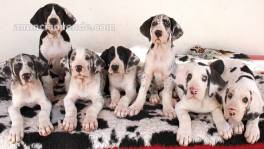 Cachorros Gran danes disponables pa