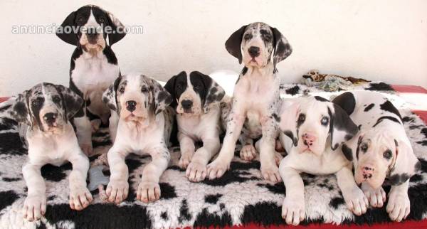 Cachorros Gran danes disponables pa