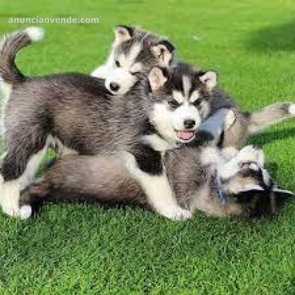 Cachorros de Siberiano husky ahora  1