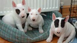 Regalo Cachorros de bullterrier dis