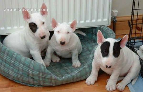 Regalo Cachorros de bullterrier dis