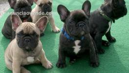 cachorros de buldog frances regalo 