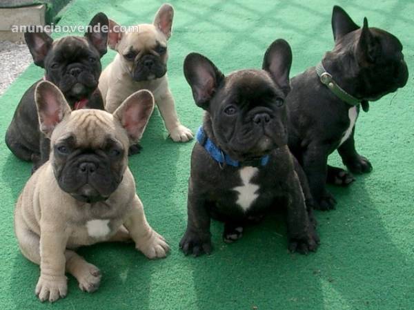 cachorros de buldog frances regalo  1