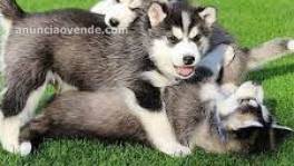 CACHORROS DE HUSKY SIBERIANOb j