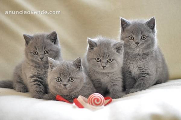 GATITOS BRITÁNICOS DE PELO CORTO PA