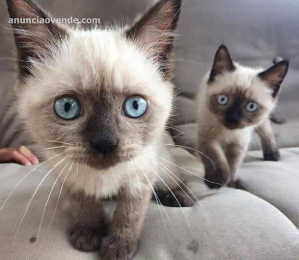 Preciosa disponible SIAMESE para re 1