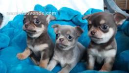 chiots Chihuahua pour adoption