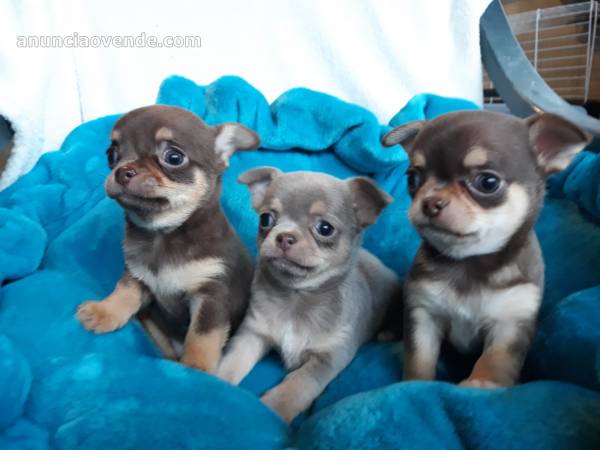 chiots Chihuahua pour adoption 1