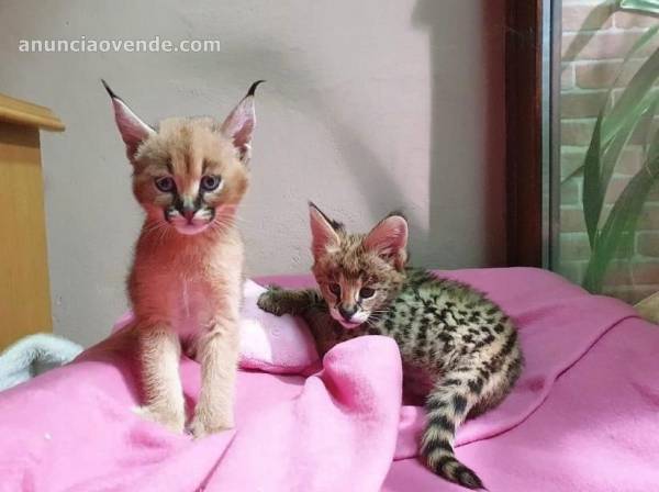 Savannah gatitos serval y caracal  4