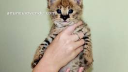 Savannah gatitos serval y caracal 