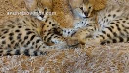 Gatitos African Serval y Savannah
