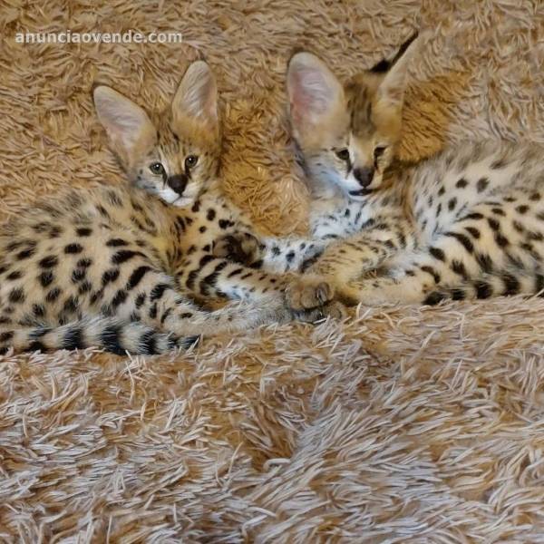 Gatitos African Serval y Savannah 1