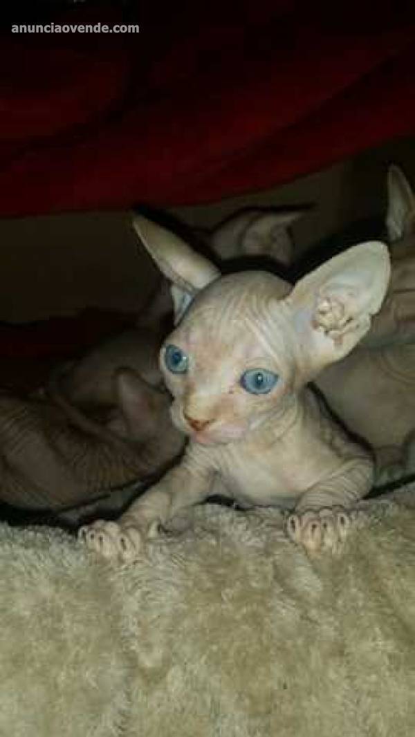 Gatitos Sphynx Egipcios 2