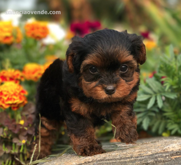 ¡Adorable cachorro Yorkie-Poo 2