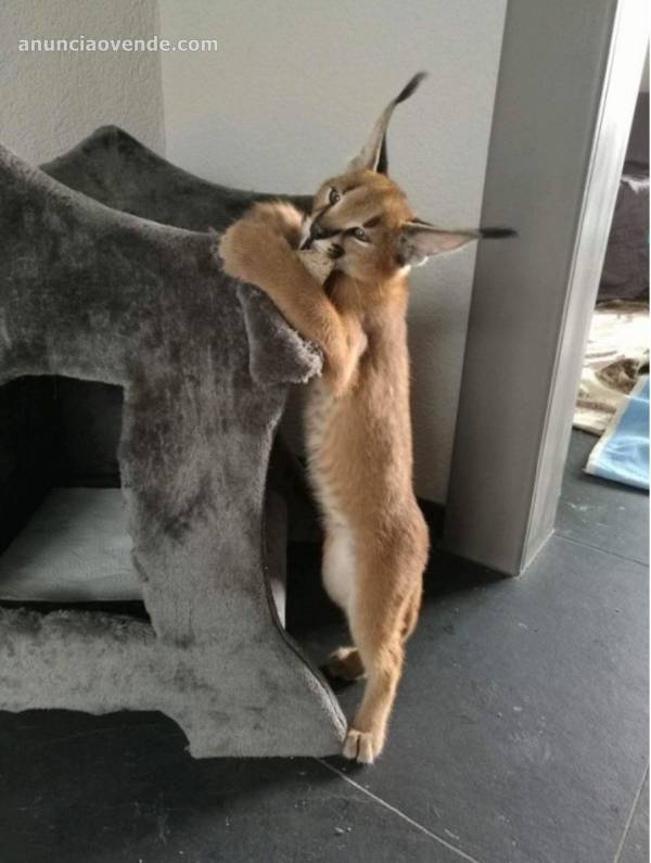 Camada de serval y savannah, gatito 6
