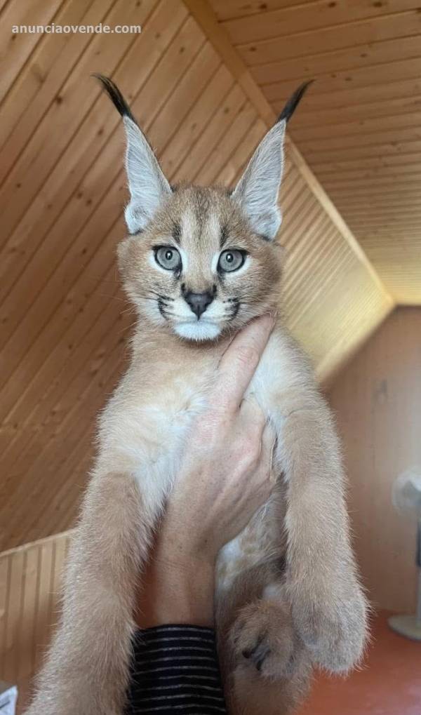 Camada de serval y savannah, gatito 5