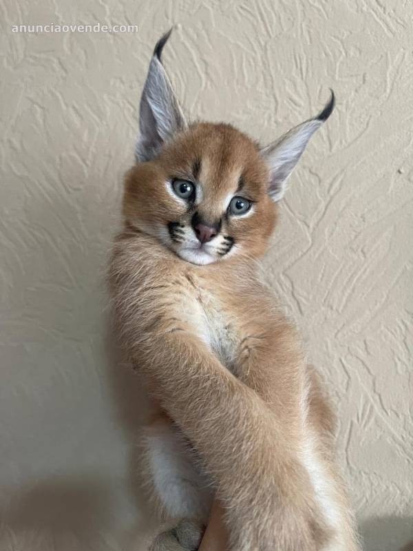 Camada de serval y savannah, gatito 4