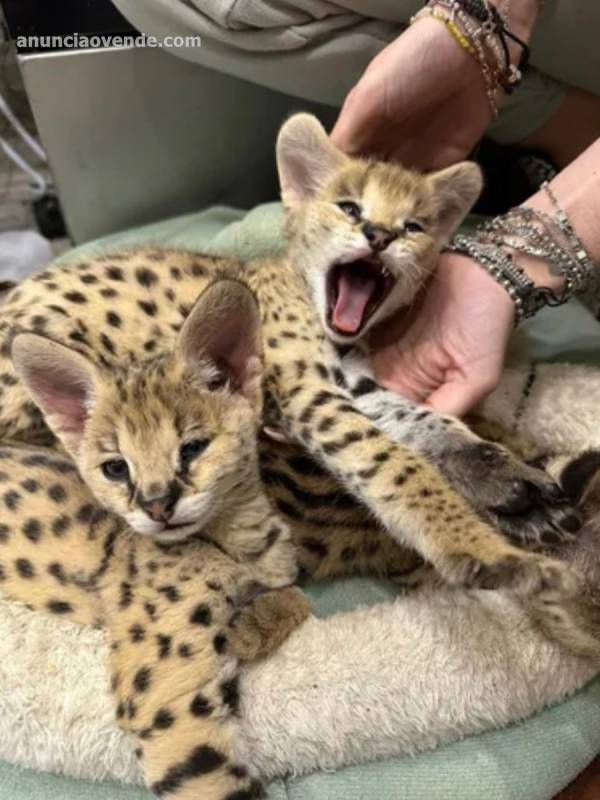 Camada de serval y savannah, gatito 2