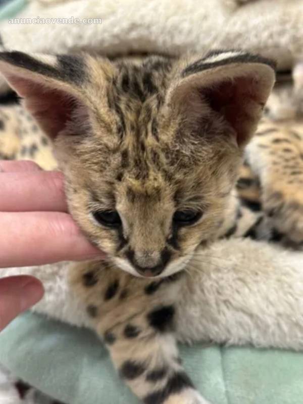 Camada de serval y savannah, gatito 3