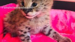 Camada de serval y savannah  gatito
